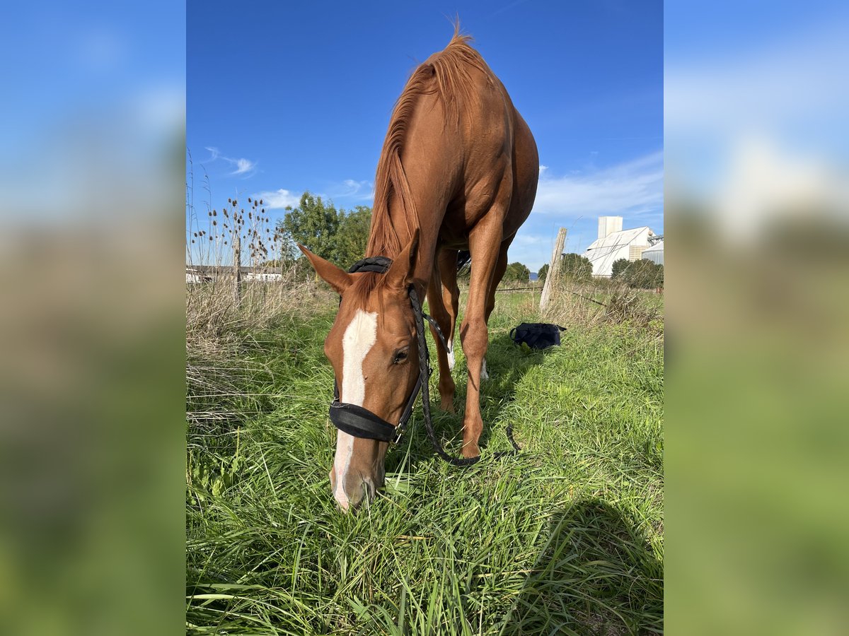Purosangue inglese Giumenta 4 Anni 160 cm Sauro in La Rochelle