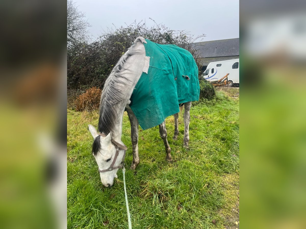 Purosangue inglese Giumenta 4 Anni Grigio rossastro in Ecuille