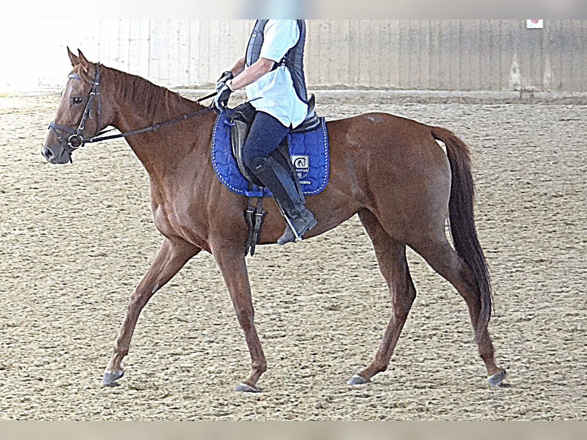 Purosangue inglese Giumenta 6 Anni 160 cm Sauro in Diebach