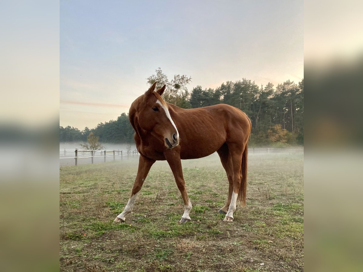 Purosangue inglese Giumenta 6 Anni 160 cm Sauro in Altlandsberg