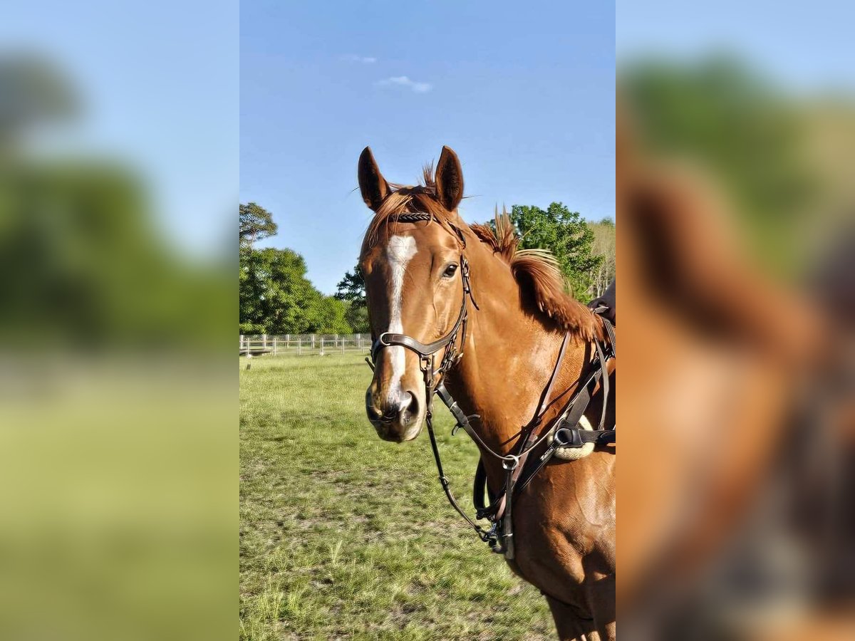 Purosangue inglese Giumenta 6 Anni 168 cm Sauro in Gödenstorf