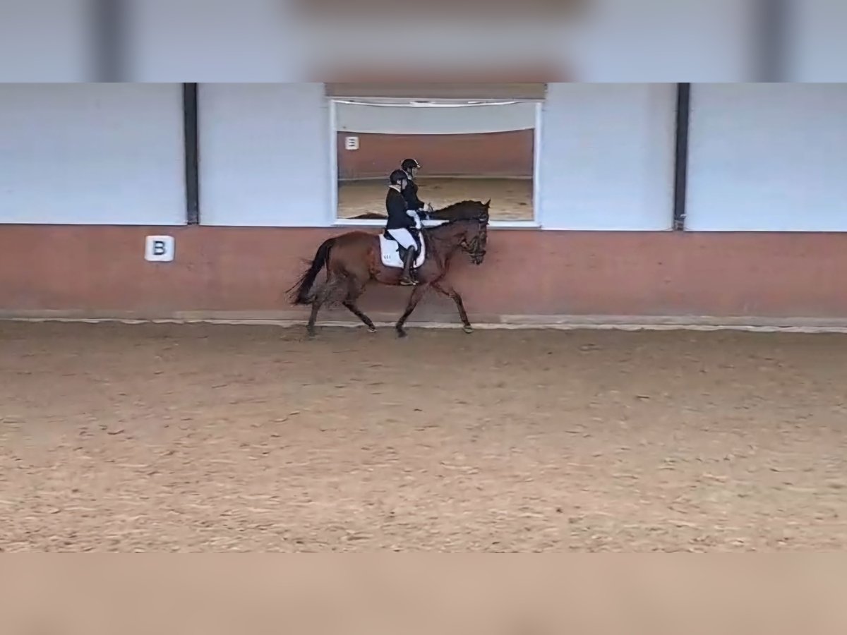 Purosangue inglese Giumenta 7 Anni 156 cm Baio in Lindlar