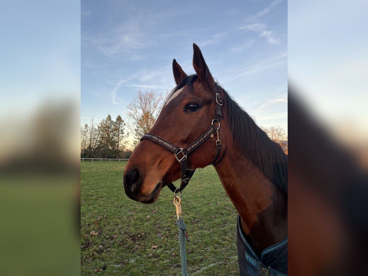 Purosangue inglese Giumenta 7 Anni 163 cm Baio in Winsen (Aller)