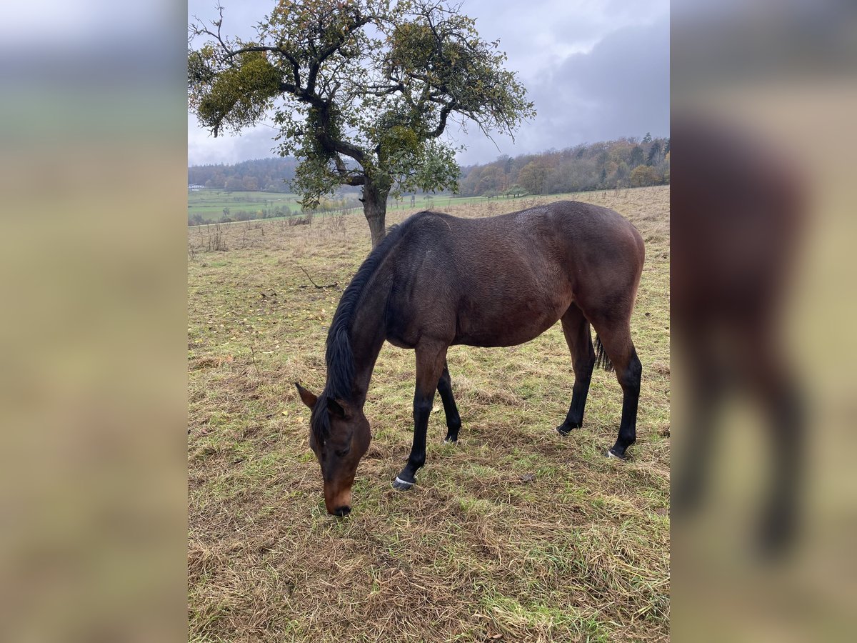 Purosangue inglese Giumenta 7 Anni 167 cm Baio scuro in Niederburg