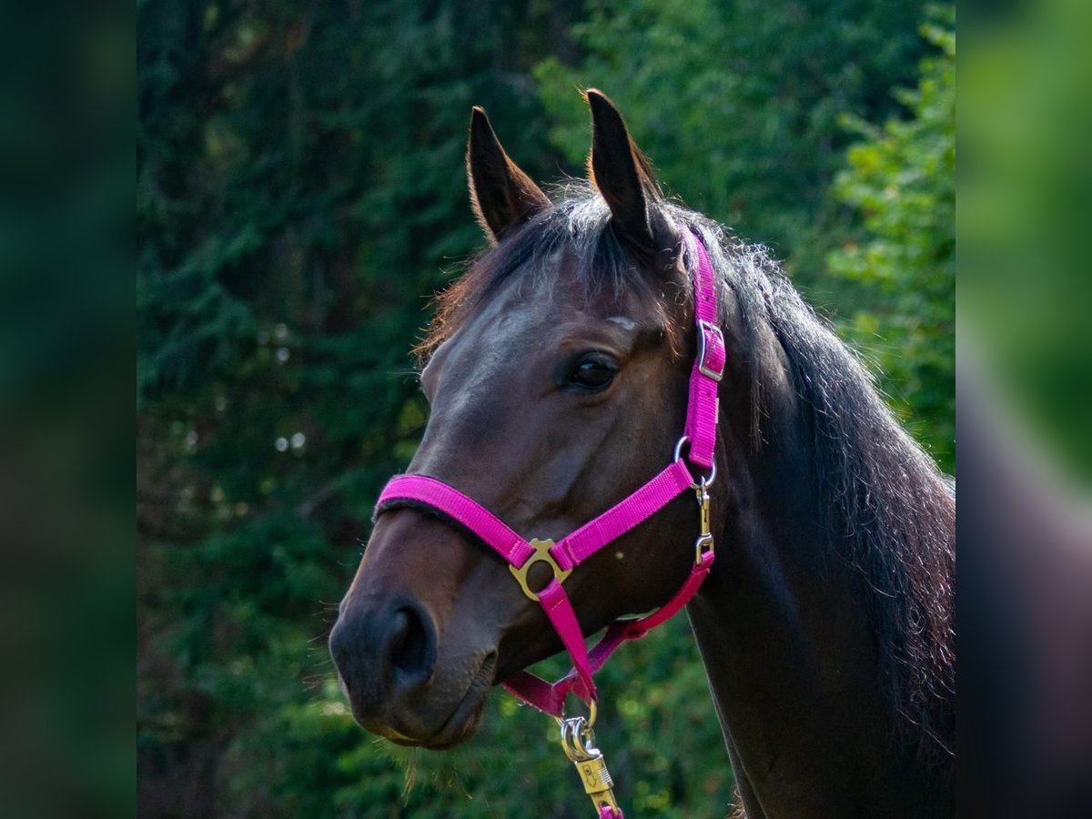 Purosangue inglese Giumenta 8 Anni 161 cm Baio nero in Zell