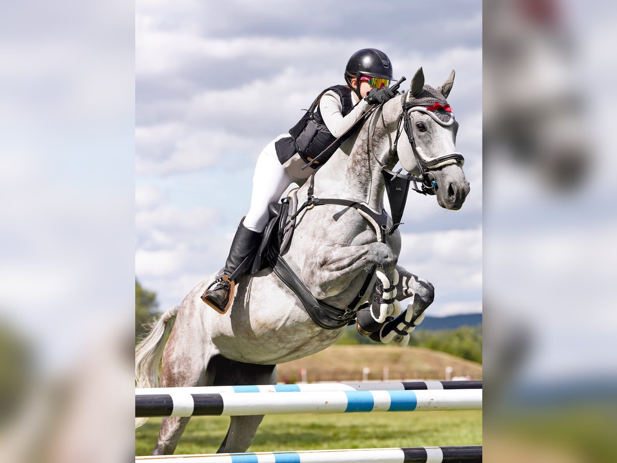 Purosangue inglese Giumenta 8 Anni 162 cm Grigio pezzato in Prague