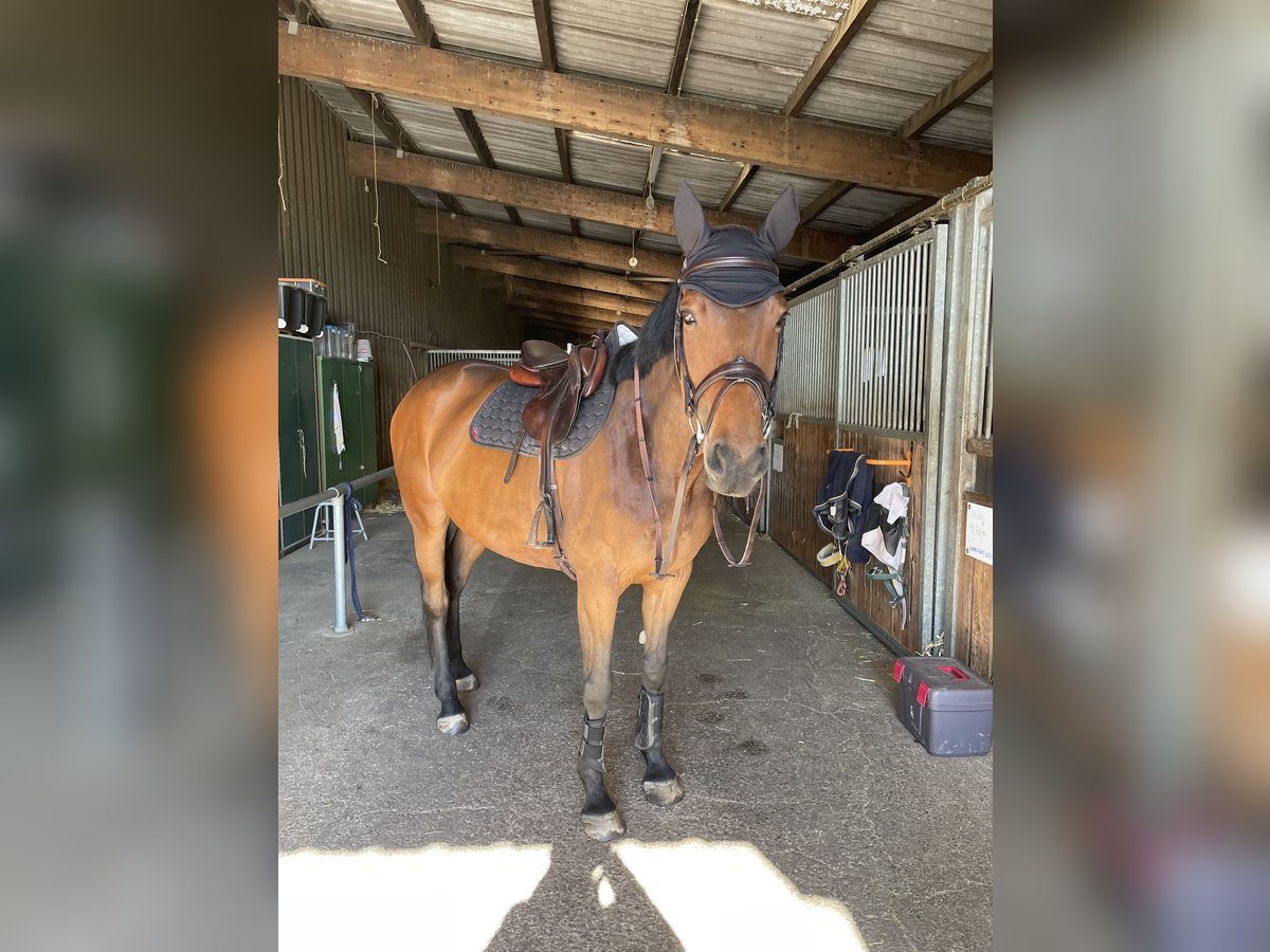 Purosangue inglese Giumenta 8 Anni 165 cm Baio in Donaueschingen
