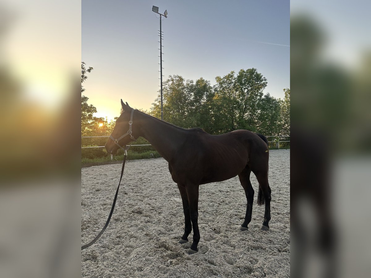 Purosangue inglese Giumenta 8 Anni 167 cm Baio in Wels