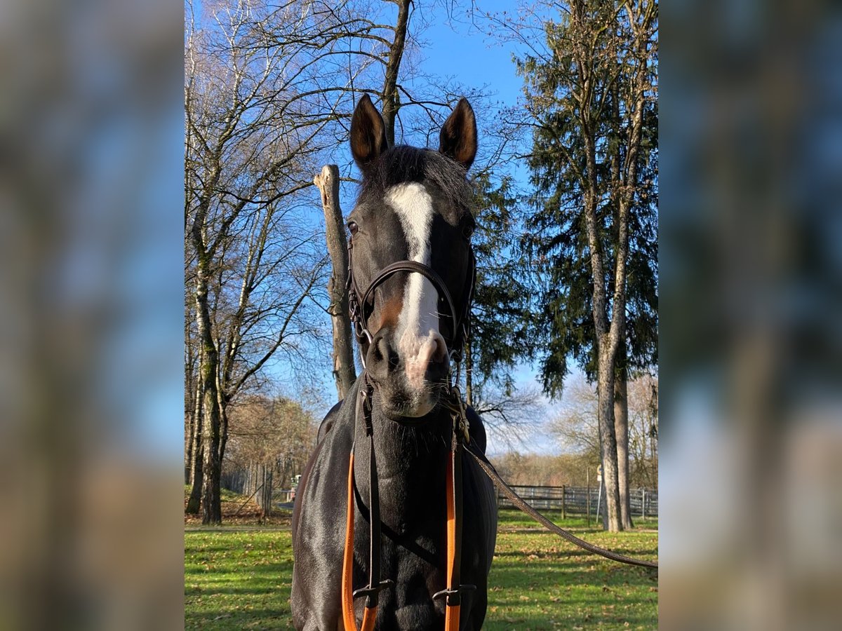 Purosangue inglese Giumenta 9 Anni 160 cm Morello in M&#xFC;nchen