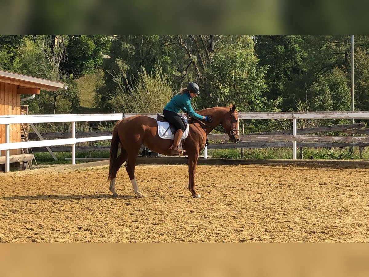 Purosangue inglese Giumenta 9 Anni 165 cm Sauro in Murnau