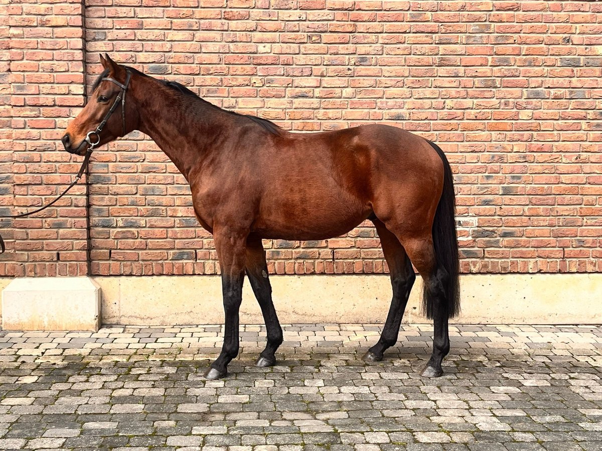 Purosangue inglese Stallone 4 Anni 165 cm Baio in Bergheim