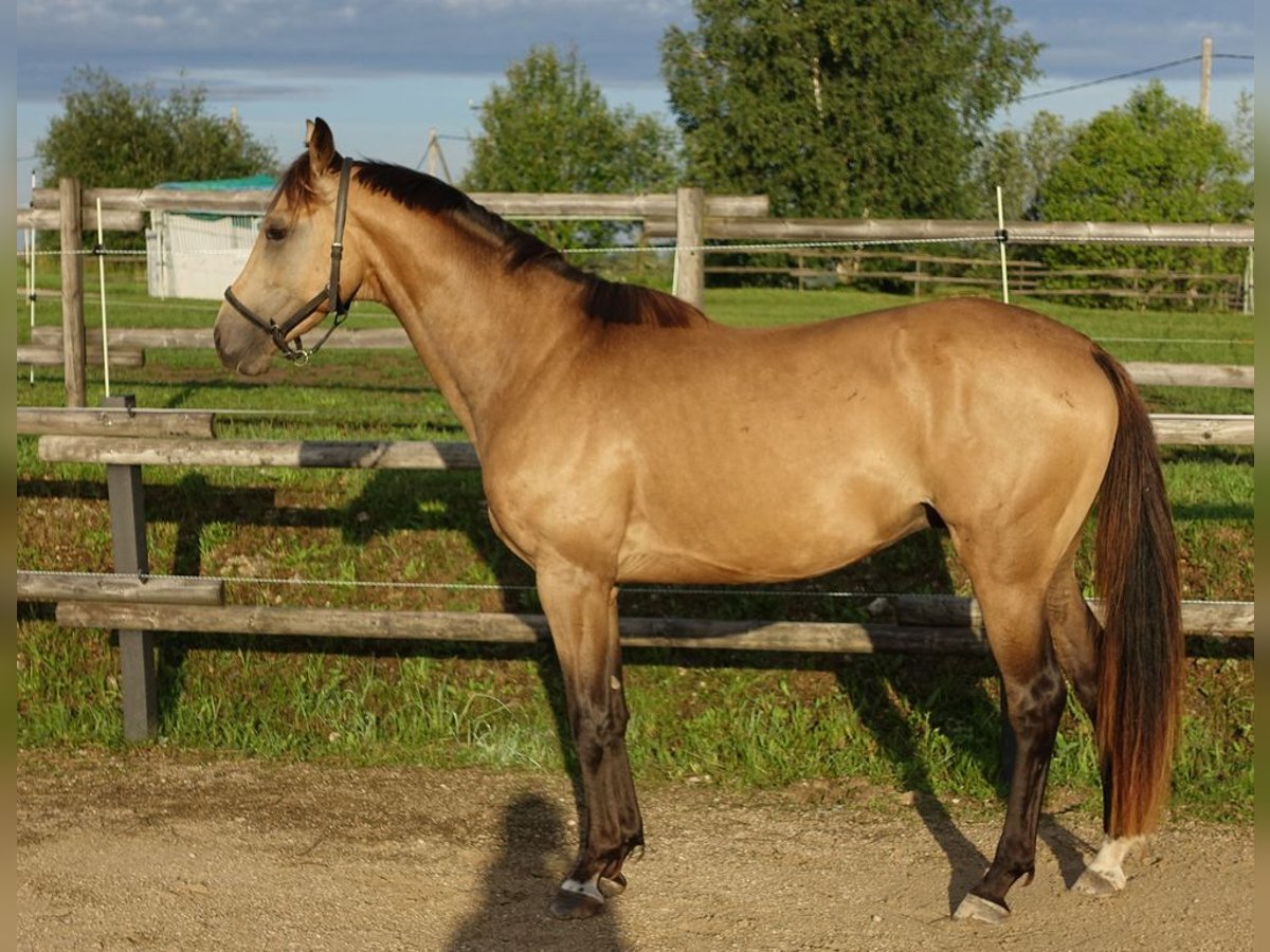 Purosangue inglese Stallone 5 Anni 162 cm Pelle di daino in Ruila