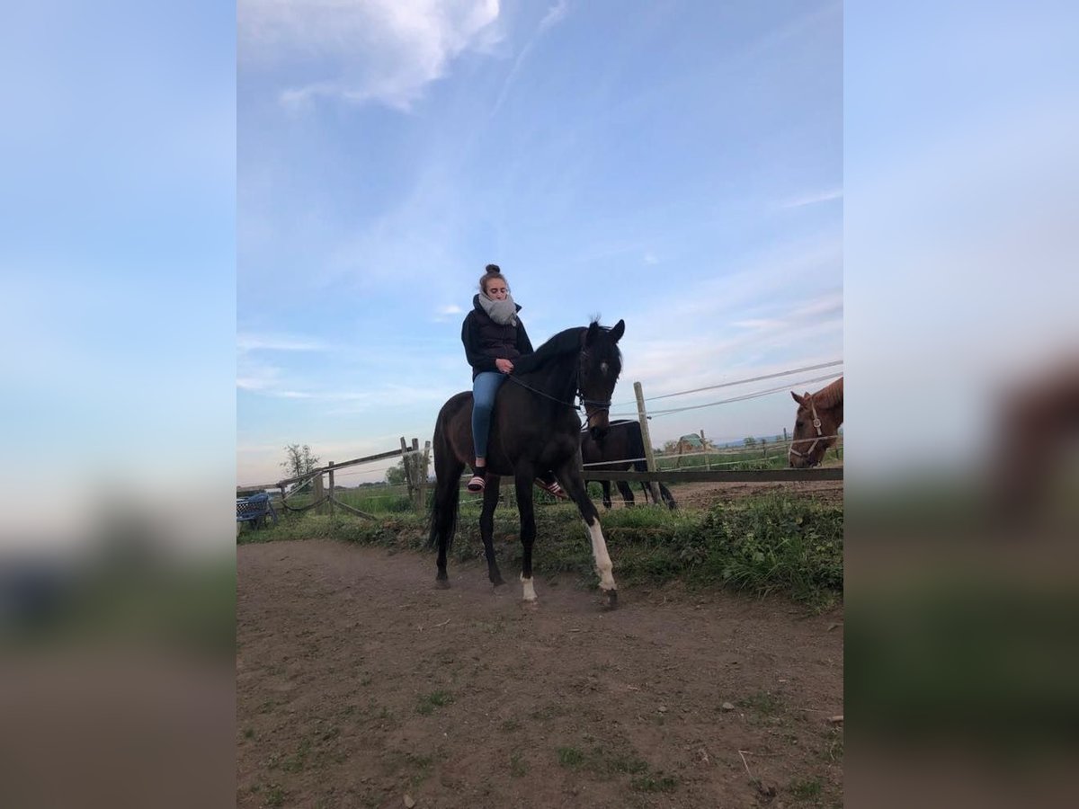 Purosangue irlandese Castrone 11 Anni 170 cm Baio scuro in Swisttal