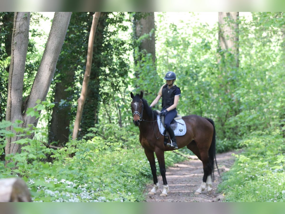 Purosangue irlandese Castrone 5 Anni 163 cm Baio in Bogaarden