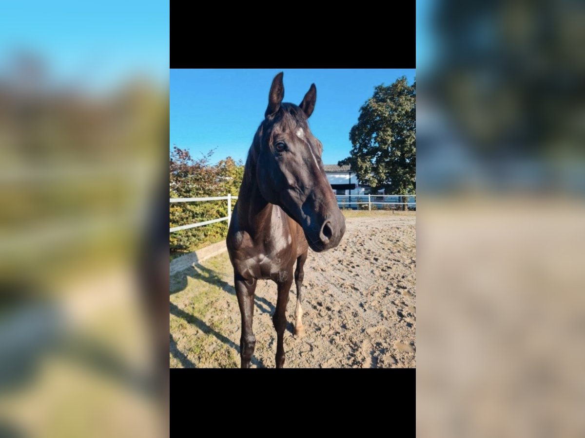 Purosangue irlandese Castrone 6 Anni 162 cm in E&#xDF;weiler