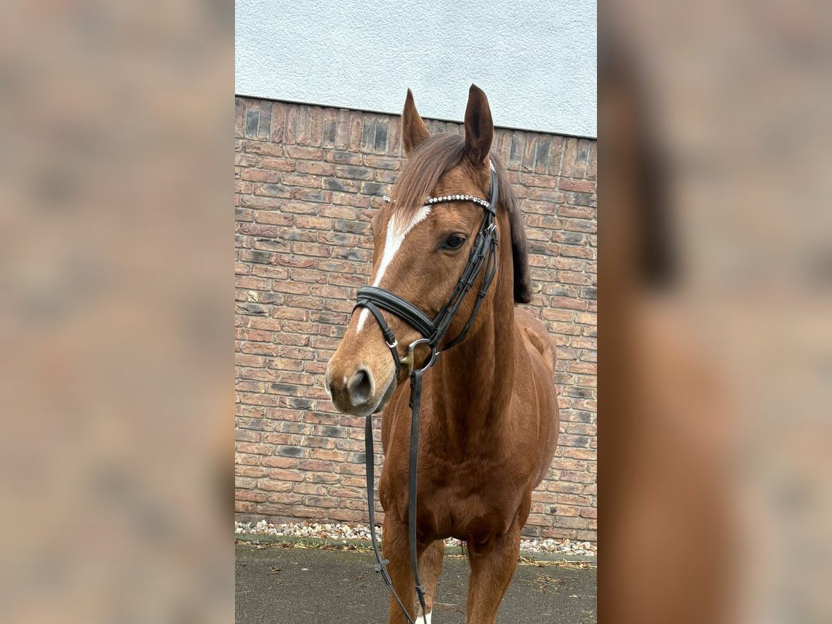 Purosangue irlandese Castrone 7 Anni 163 cm Sauro scuro in Niederkassel