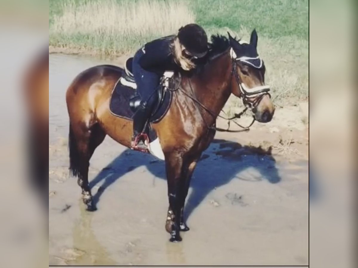 Purosangue irlandese Giumenta 13 Anni 167 cm Baio in Vienenburg