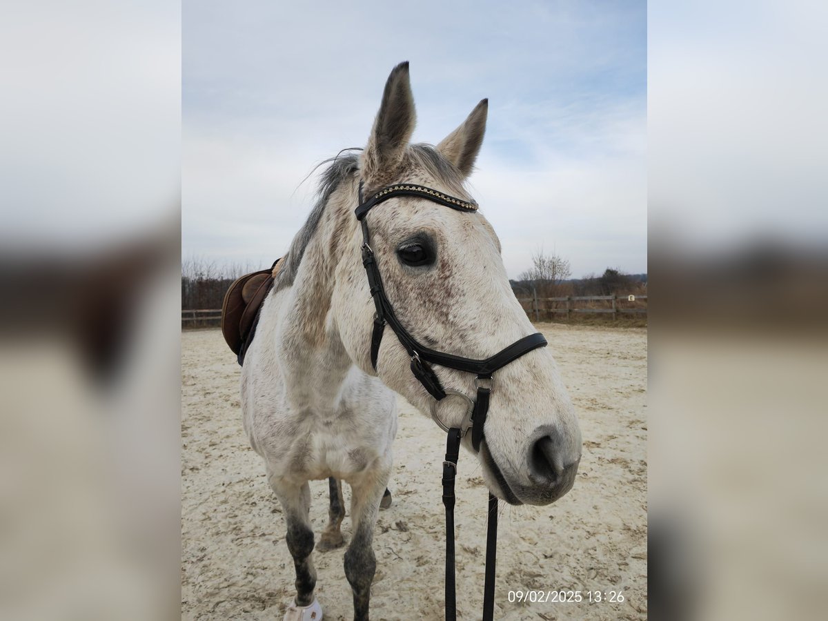 Purosangue irlandese Giumenta 13 Anni 169 cm Grigio pezzato in Radevormwald