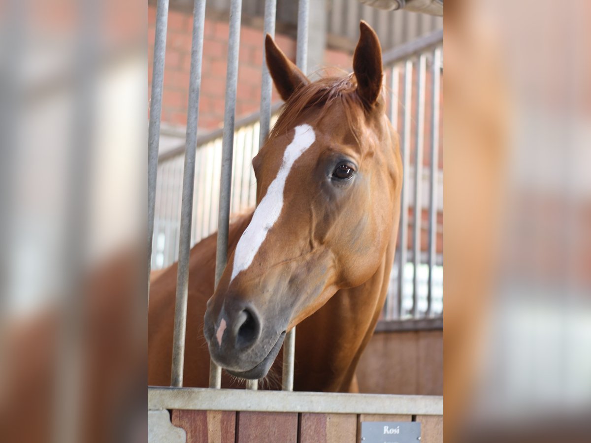Purosangue irlandese Giumenta 6 Anni 165 cm Sauro in Meerbusch
