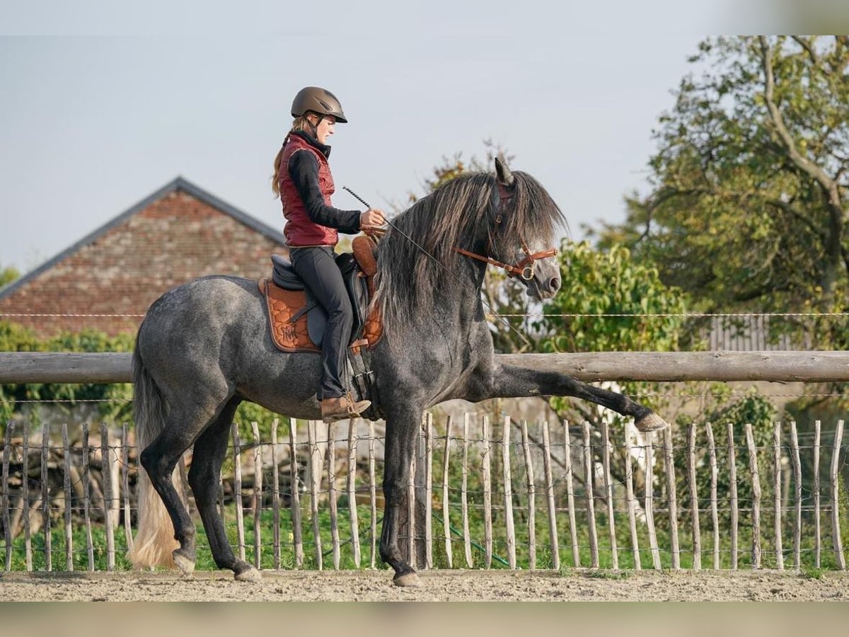 QASPER VOM KAPELLENHOF Berber Stallion Grey-Blue-Tan in Langerwehe