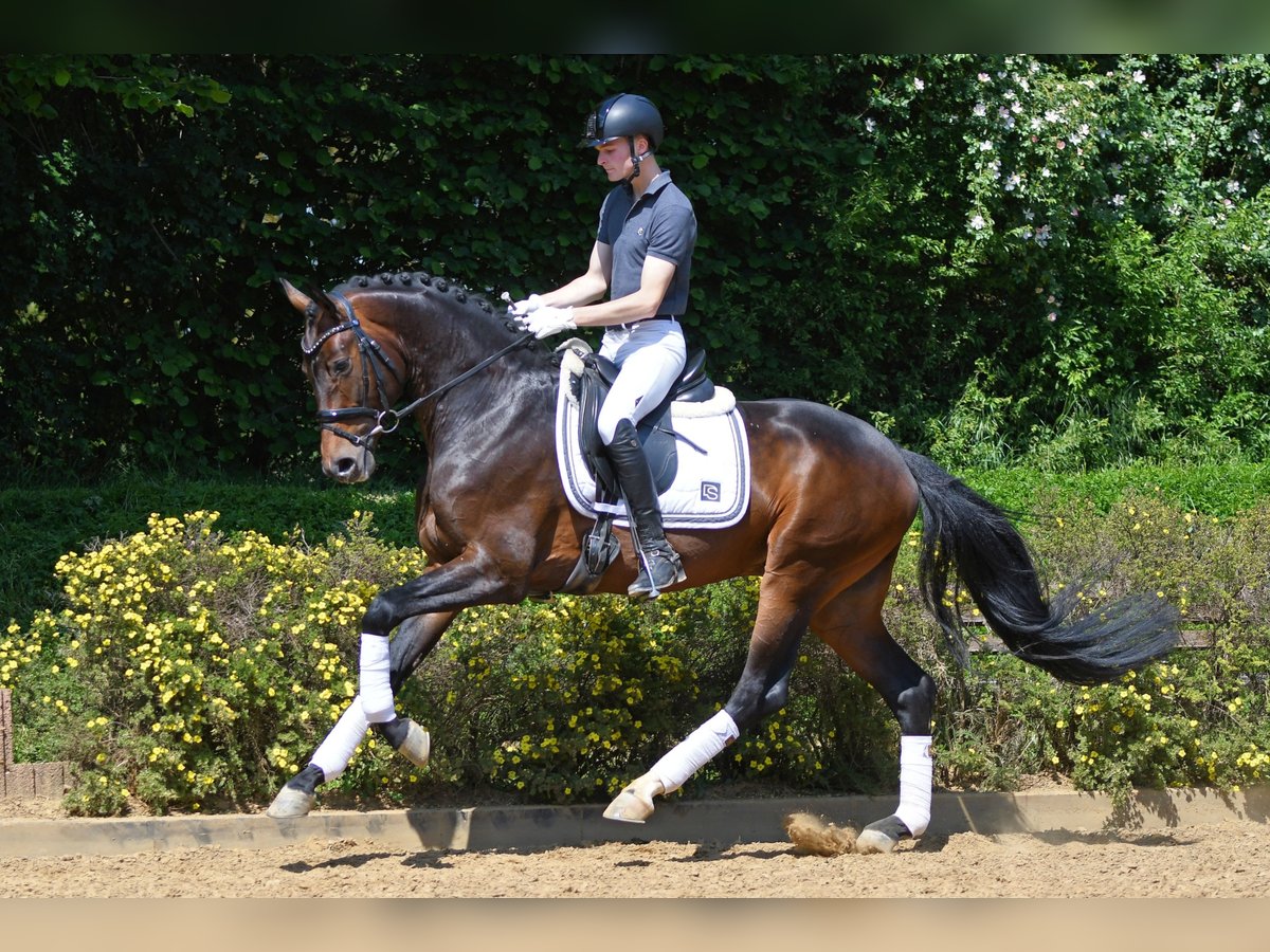 Quadrogold German Sport Horse Stallion in Riedstadt