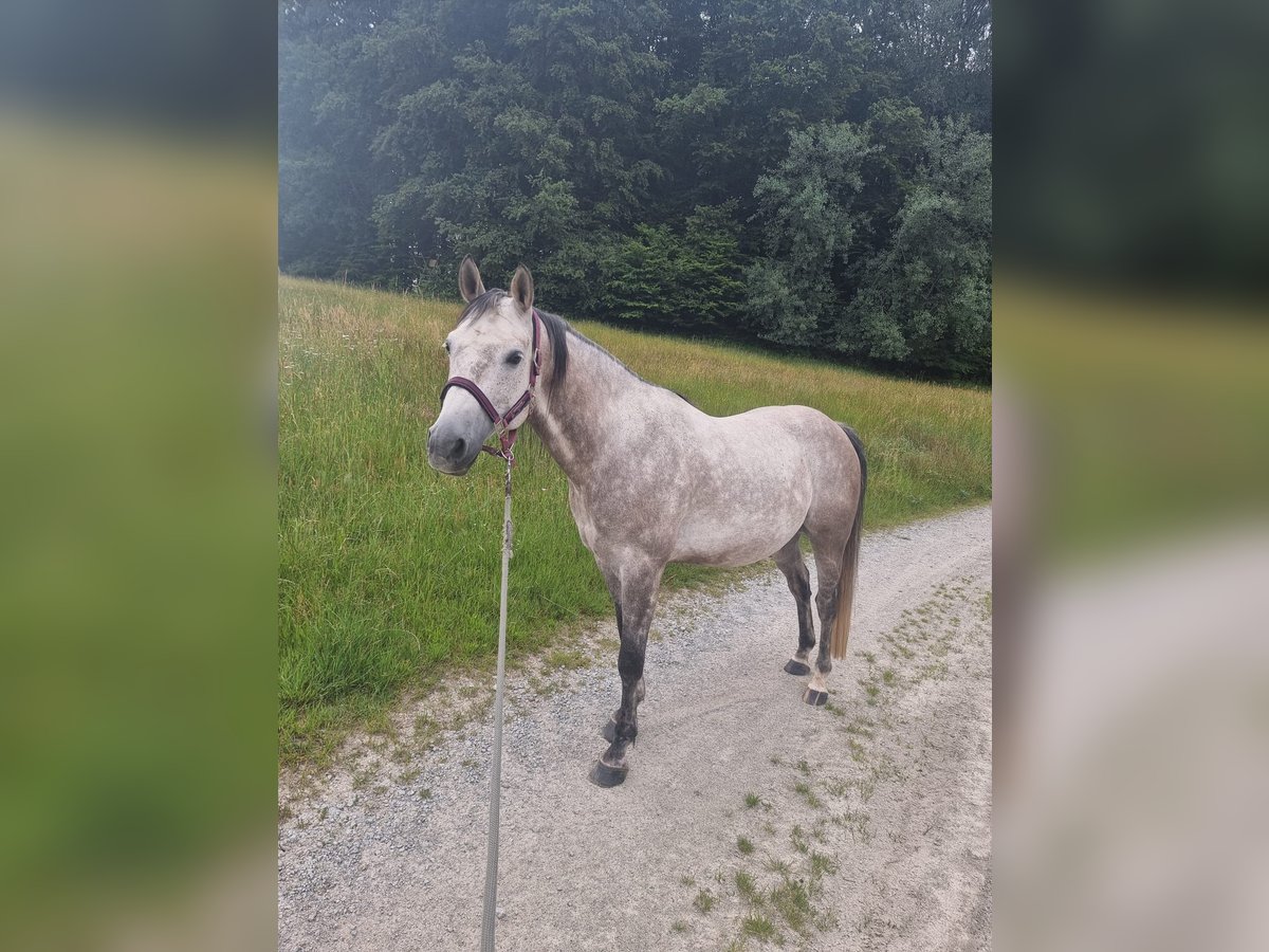 Quarab Caballo castrado 10 años 154 cm Musgo in Auerbach