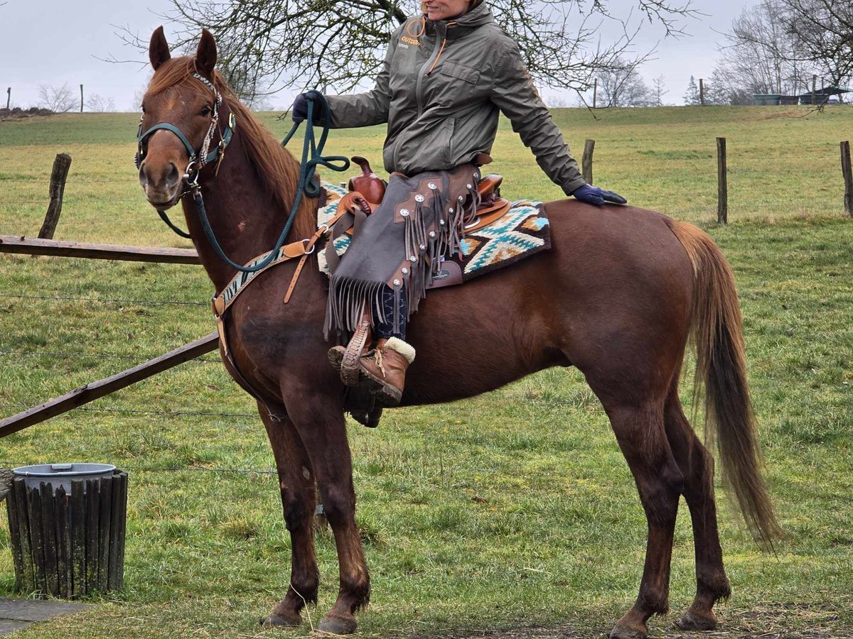 Quarab Caballo castrado 4 años 155 cm Alazán in Linkenbach