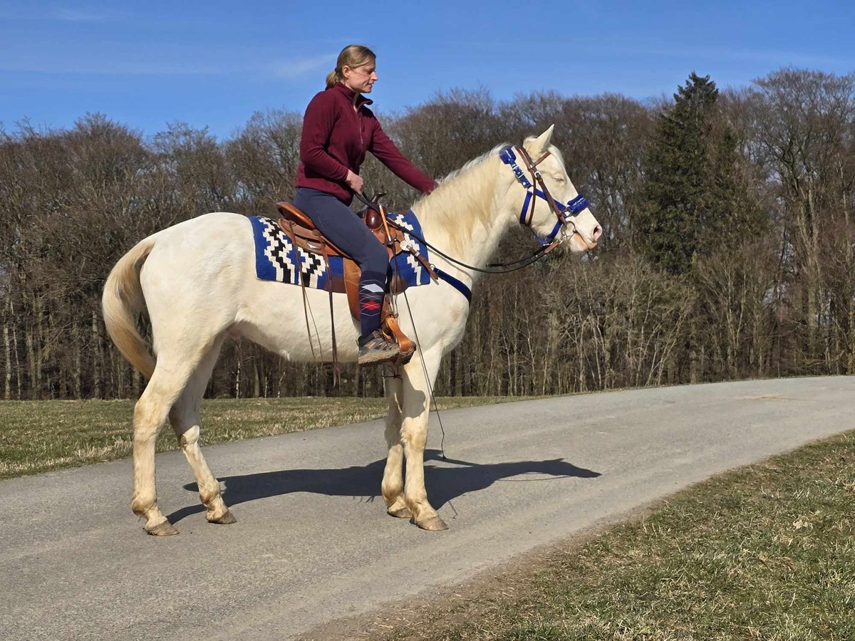 Quarab Mestizo Caballo castrado 4 años 155 cm Cremello in Linkenbach