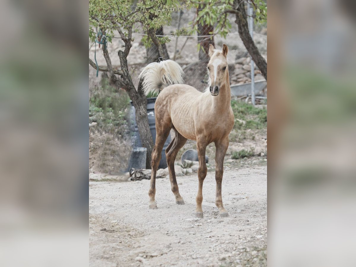 Quarab Croisé Étalon 1 Année 159 cm Palomino in Alcoi/Alcoy