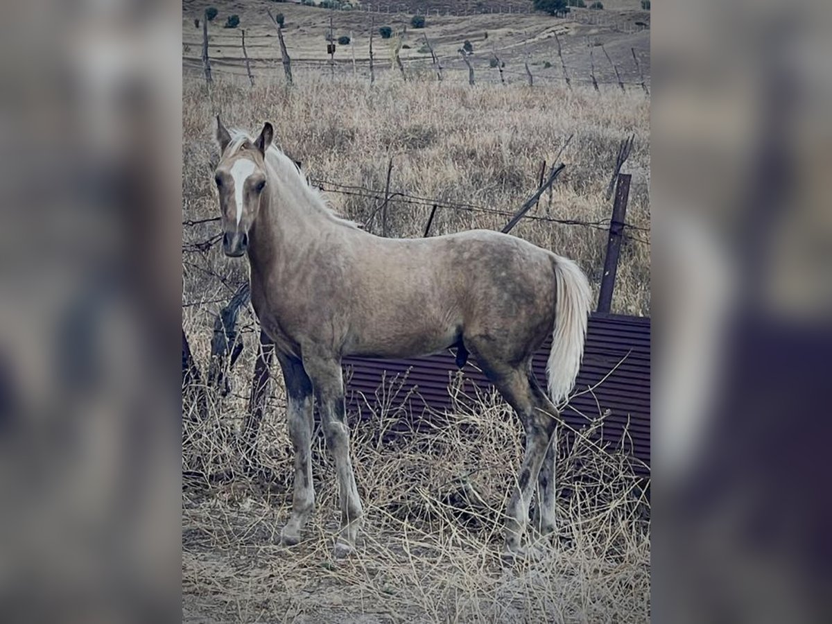 Quarab Croisé Étalon 1 Année Palomino in Alcoi/Alcoy