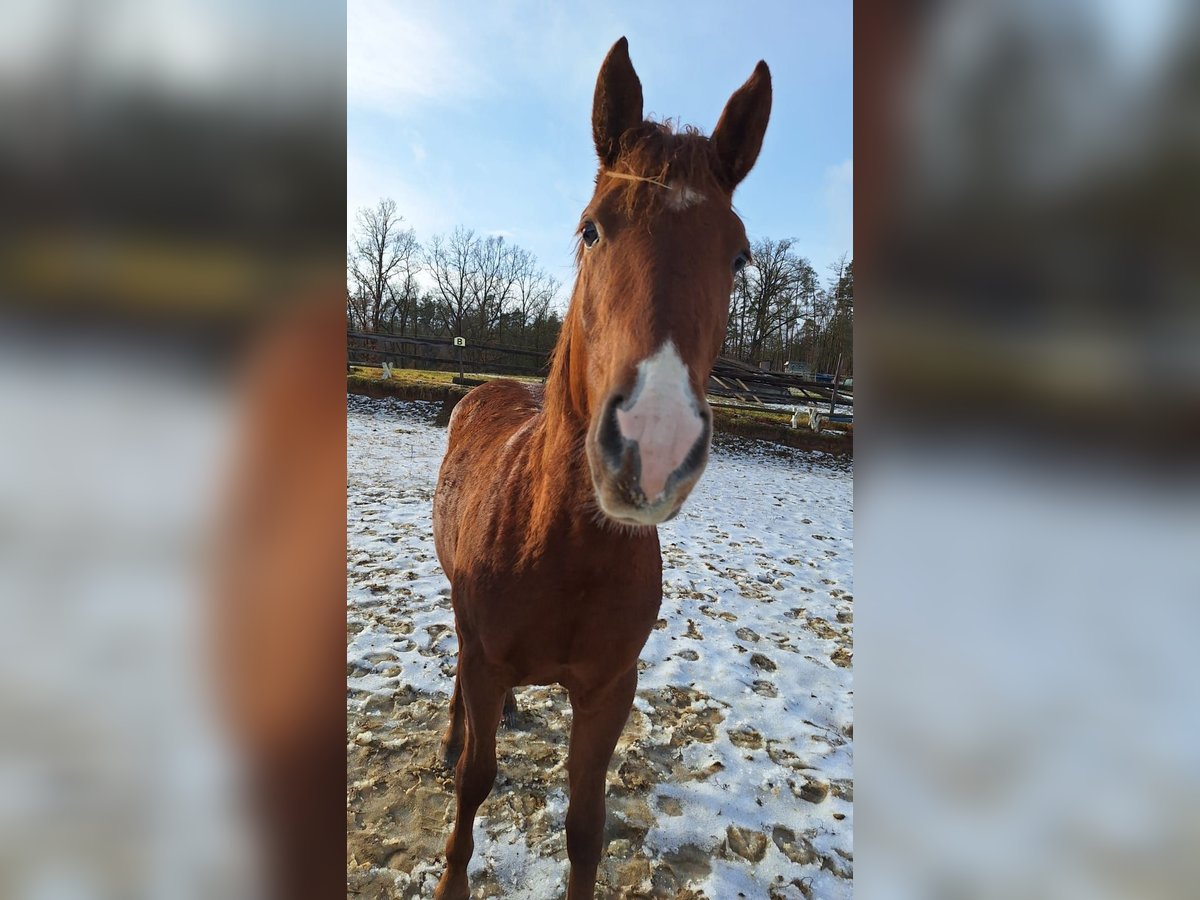 Quarab Croisé Étalon 2 Ans 155 cm Alezan in Drosendorf