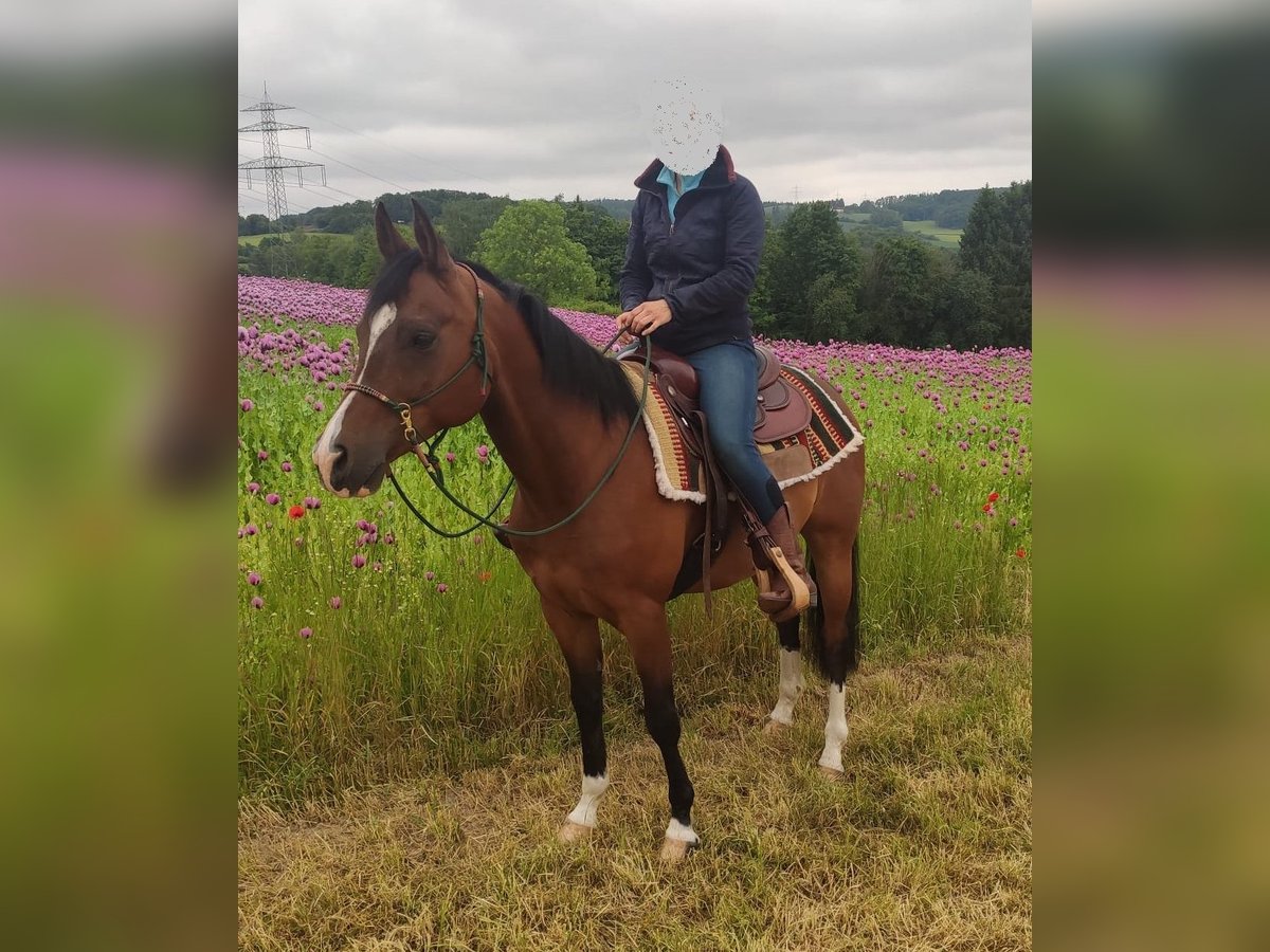 Quarab Gelding 11 years 14,3 hh Bay-Dark in Vlotho