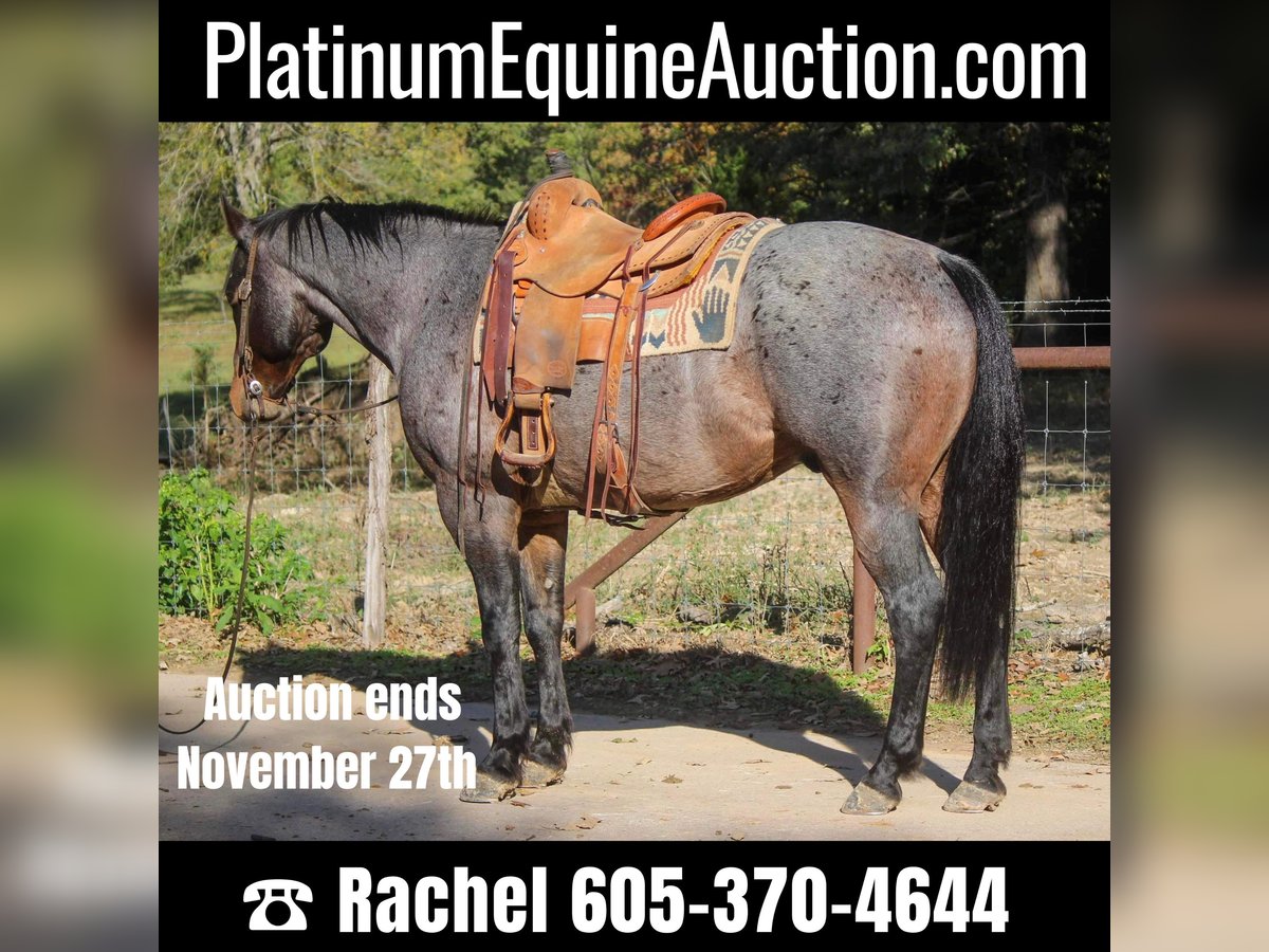 Quarab Gelding 11 years Roan-Blue in Rusk TX