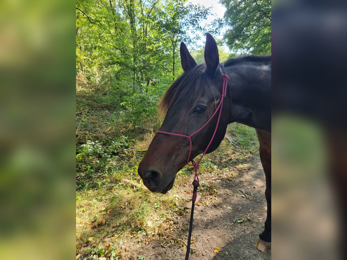 Quarab Gelding 21 years 15,1 hh Brown in Hettstadt