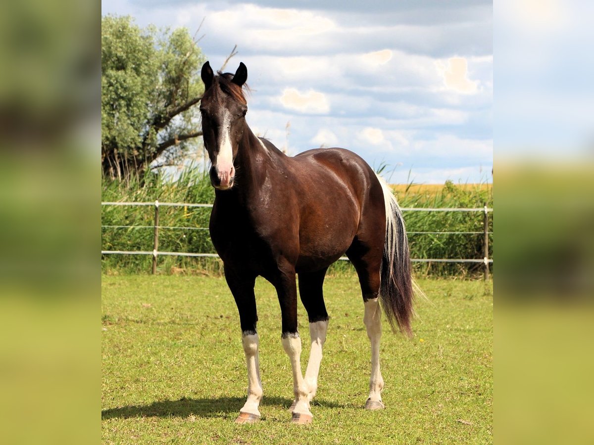 Quarab Gelding 4 years 14,2 hh Pinto in Kehl