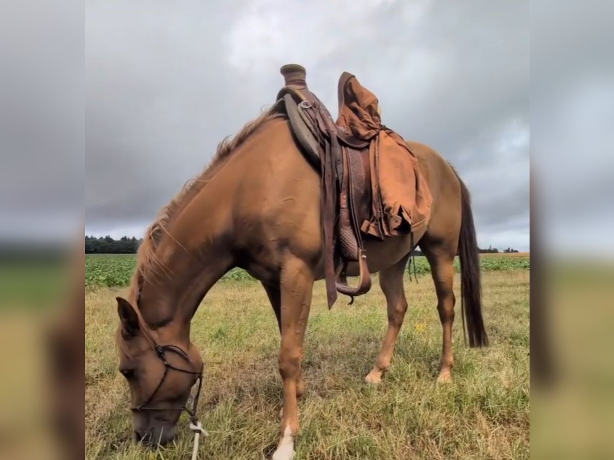 Quarab Gelding 4 years 15,1 hh Chestnut-Red in Bergenhausen