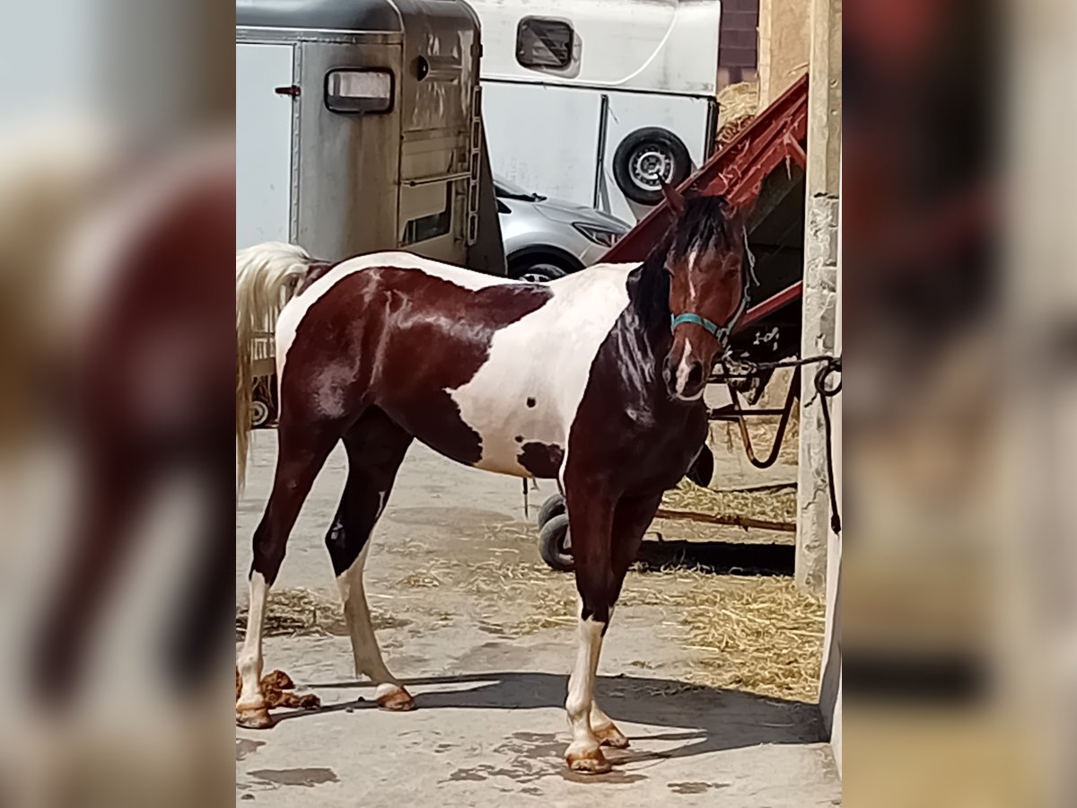 Quarab Gelding 4 years 15,1 hh Tobiano-all-colors in Vicenza