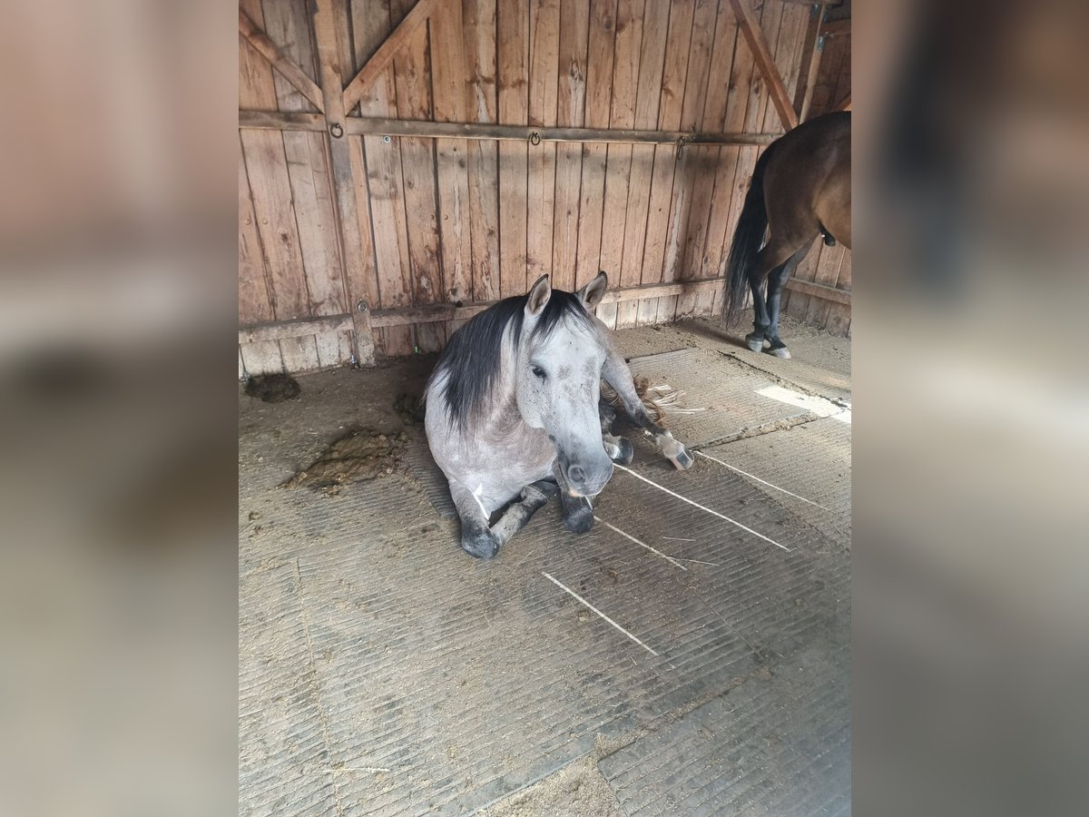 Quarab Gelding 9 years 15 hh Can be white in Auerbach