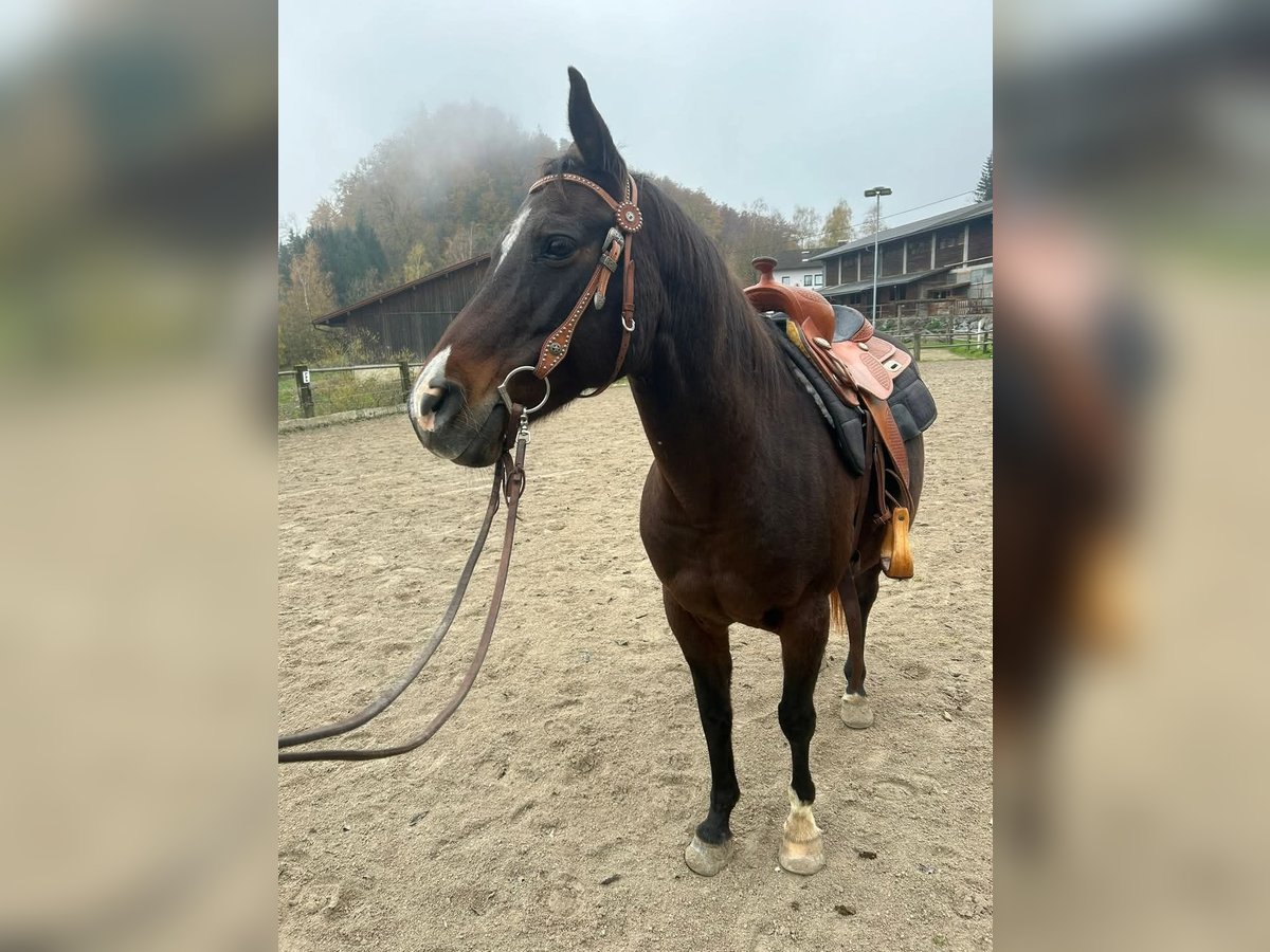 Quarab Giumenta 16 Anni 153 cm Baio in Leonstein