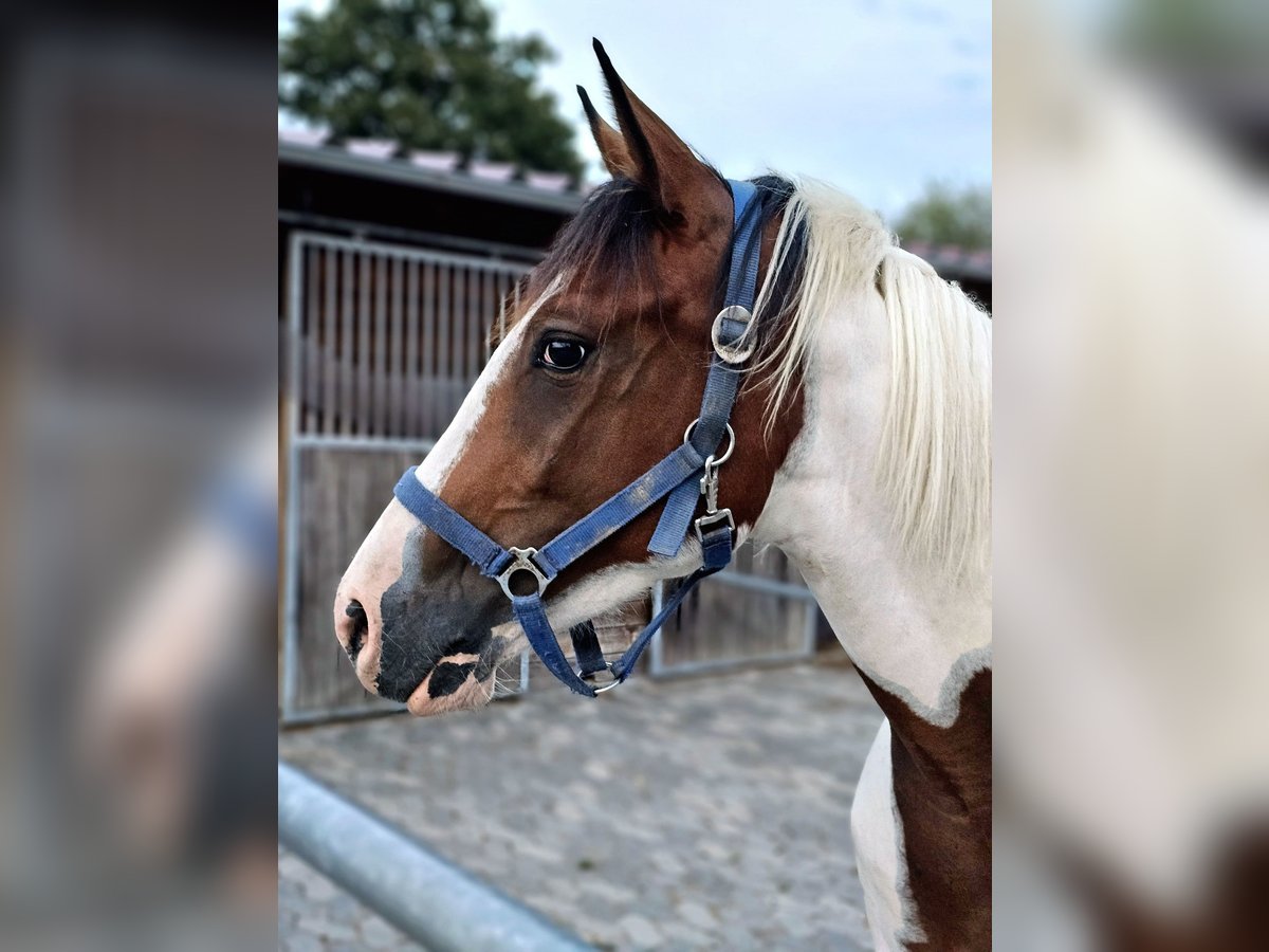 Quarab Giumenta 5 Anni 153 cm Pezzato in Petersberg