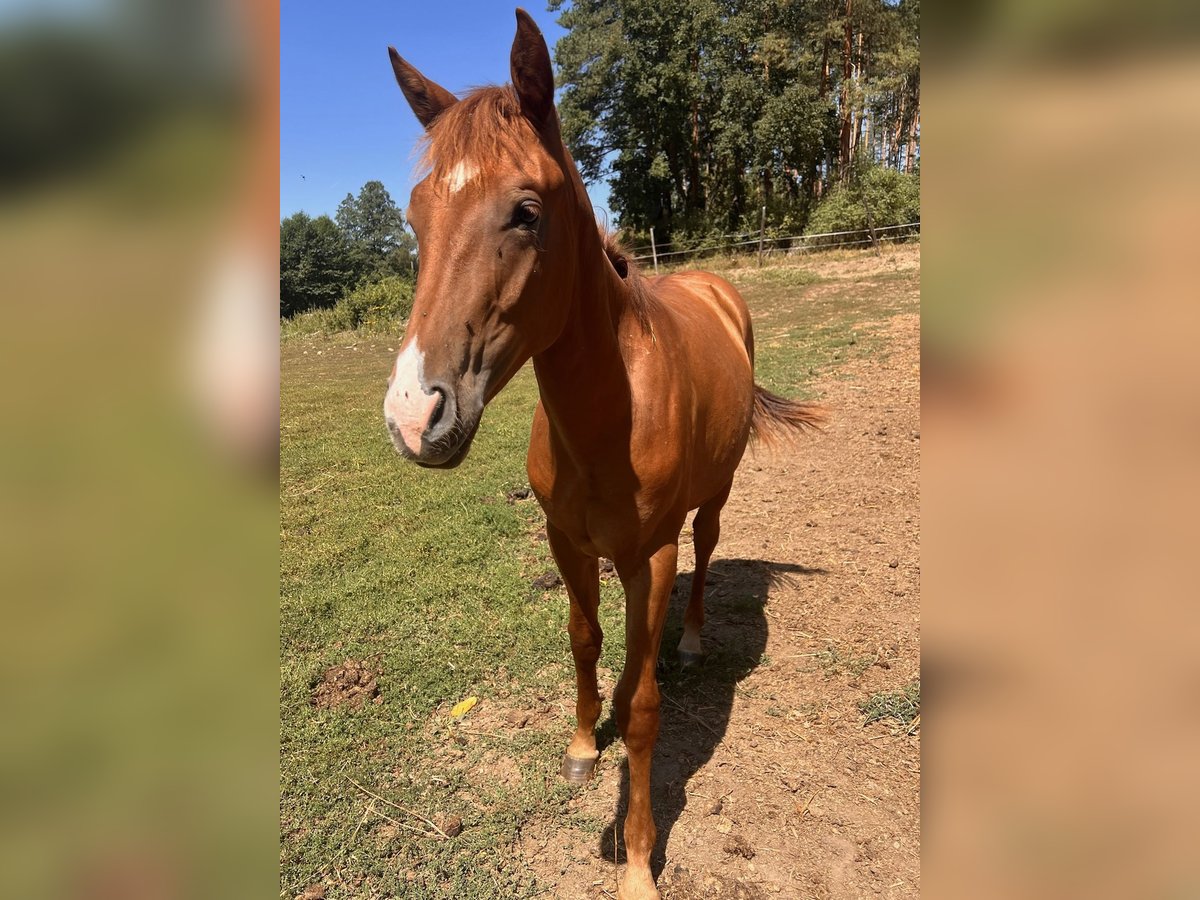 Quarab Mix Hengst 1 Jaar 155 cm Vos in Drosendorf