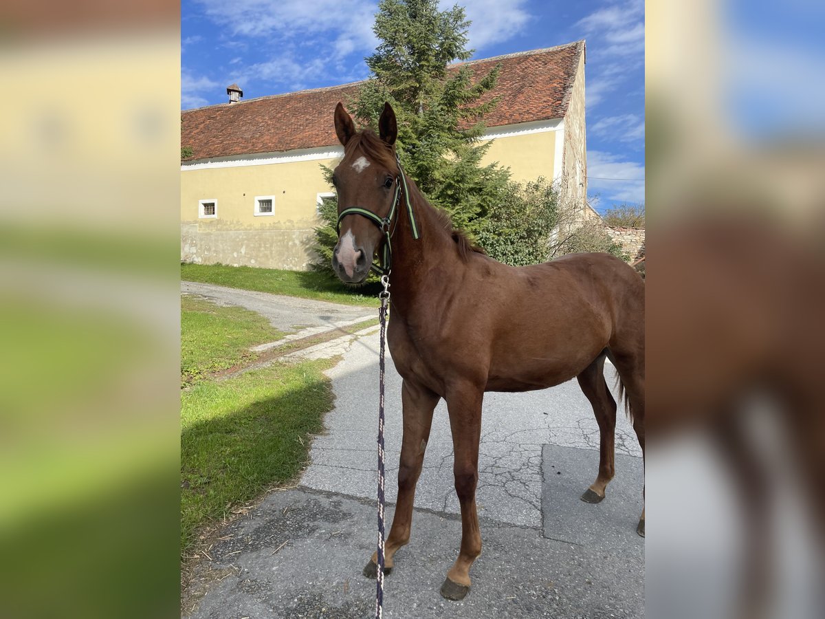 Quarab Mix Hengst 1 Jaar 155 cm Vos in Drosendorf