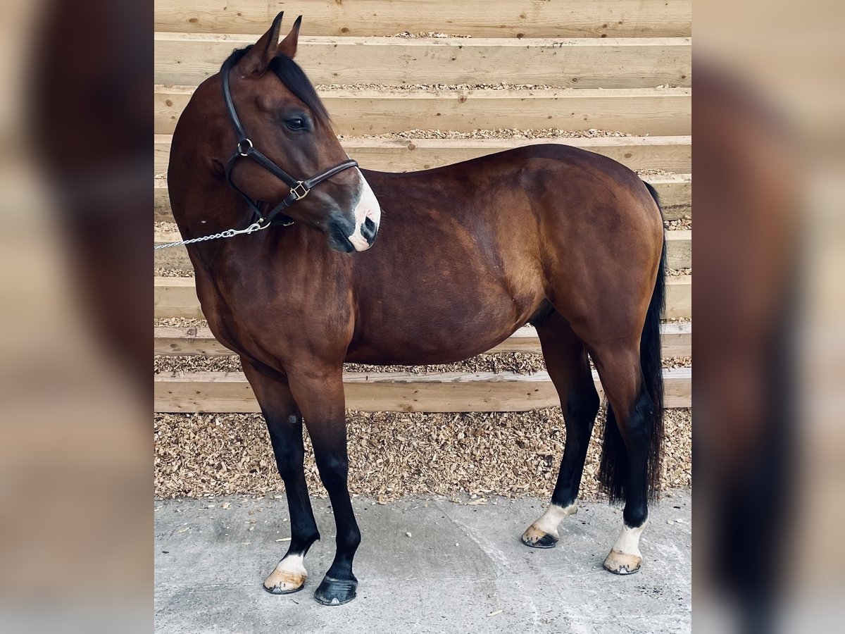 Quarab Croisé Hongre 7 Ans 149 cm Bai in Seeshaupt
