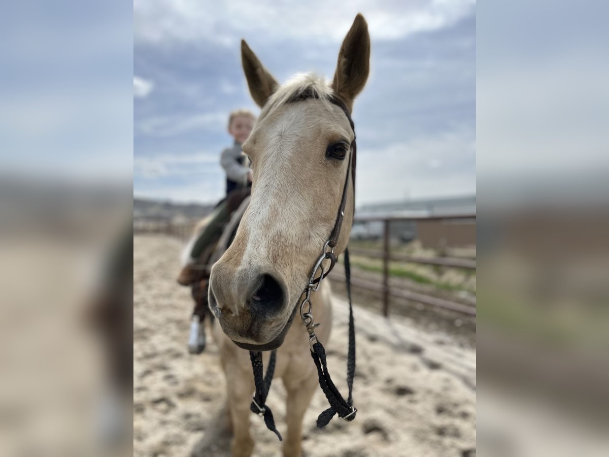 Quarab Jument 17 Ans 152 cm Palomino in Emmett,ID