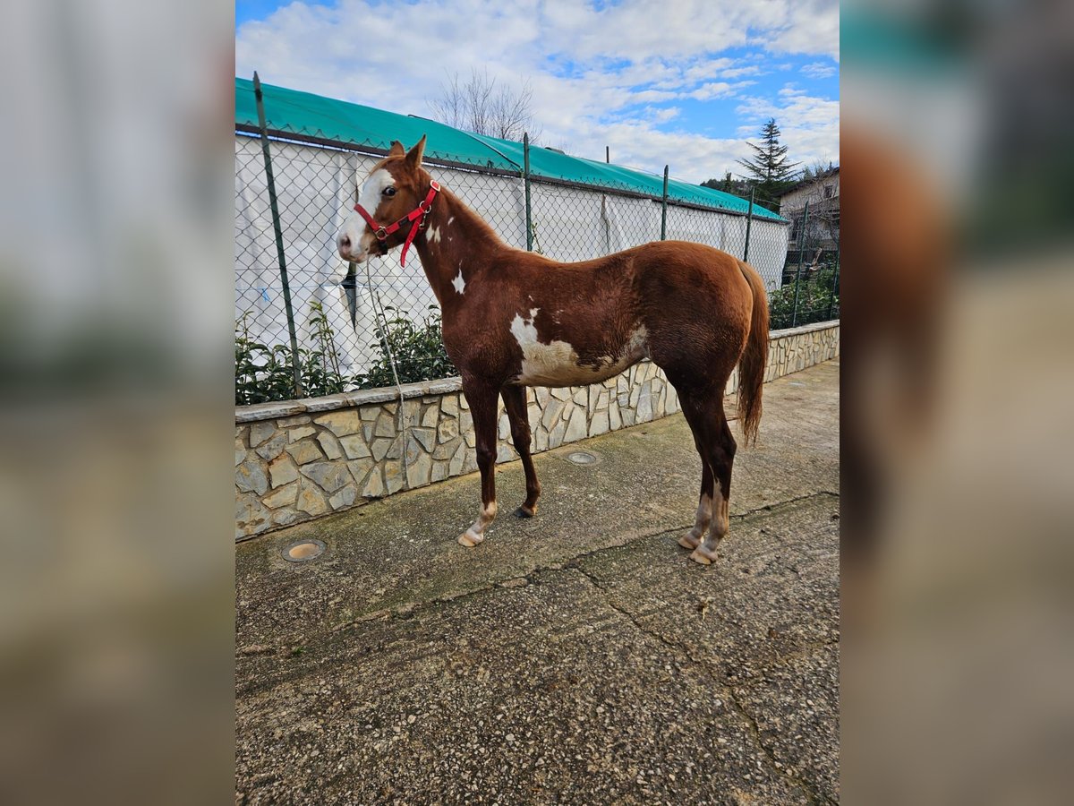 Quarab Jument 1 Année 165 cm Alezan in Palermo