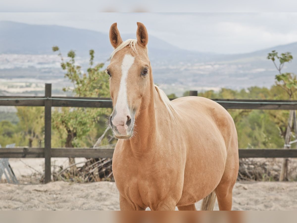 Quarab Jument 9 Ans 154 cm Palomino in Alcoi/Alcoy