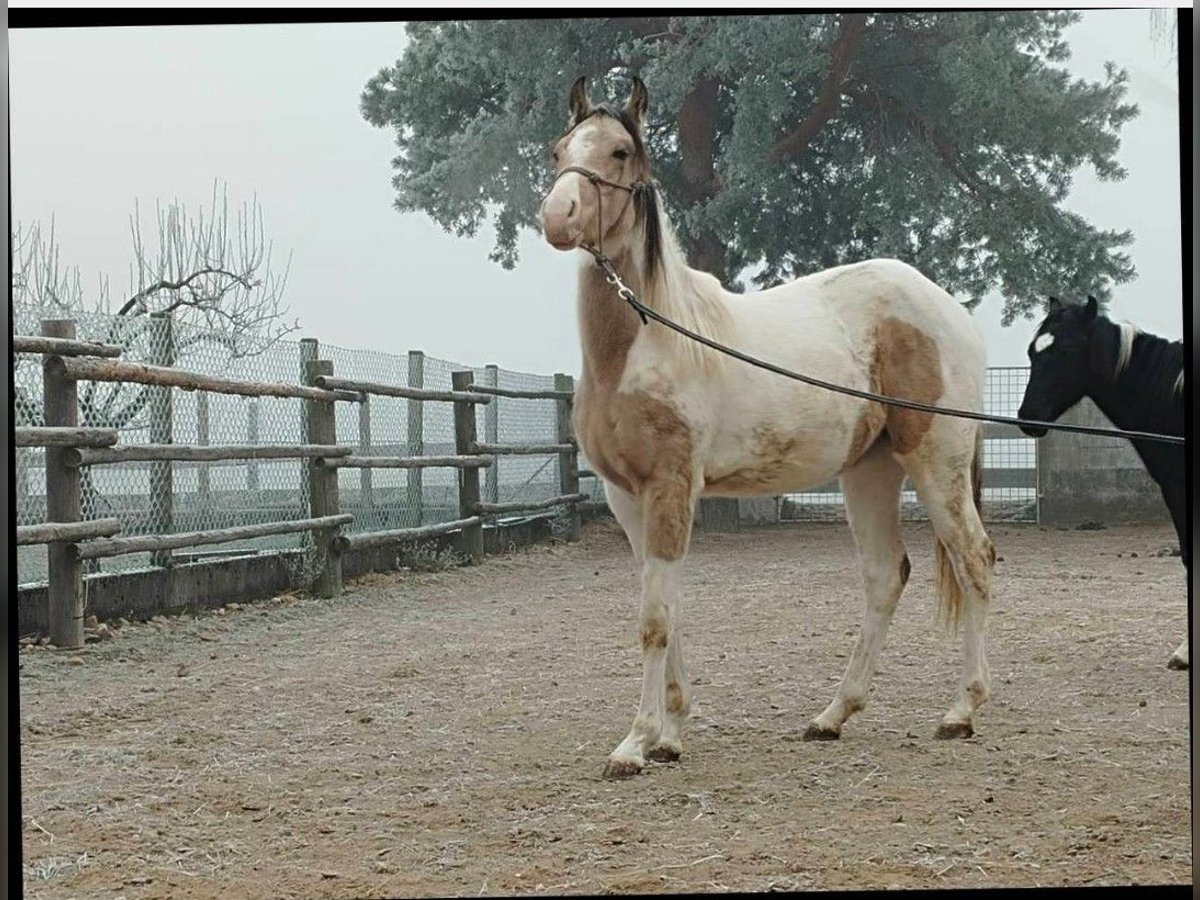 Quarab Klacz 2 lat 145 cm Izabelowata in Lackendorf