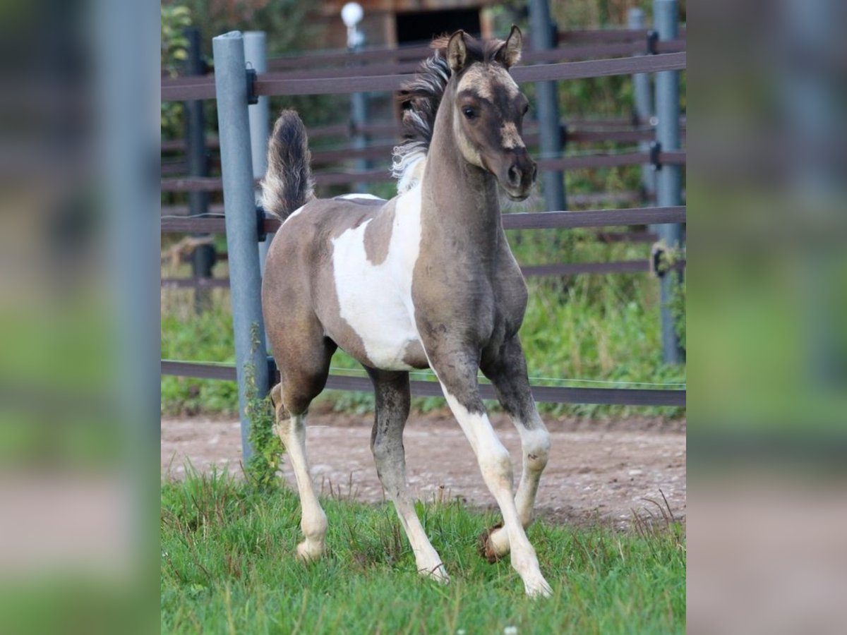 Quarab Mare 1 year 15,1 hh Grullo in Pastetten