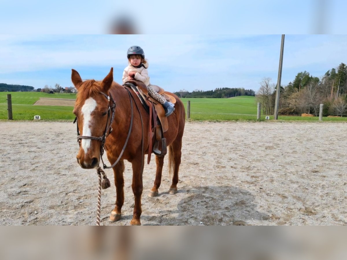 Quarab Mare 24 years 14,2 hh Chestnut-Red in Frauenneuharting