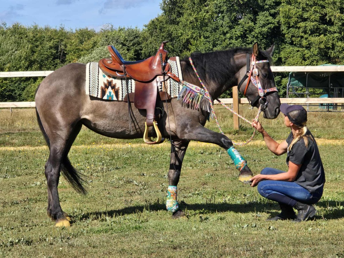 Quarab Mix Mare 4 years 14,3 hh Grullo in Linkenbach
